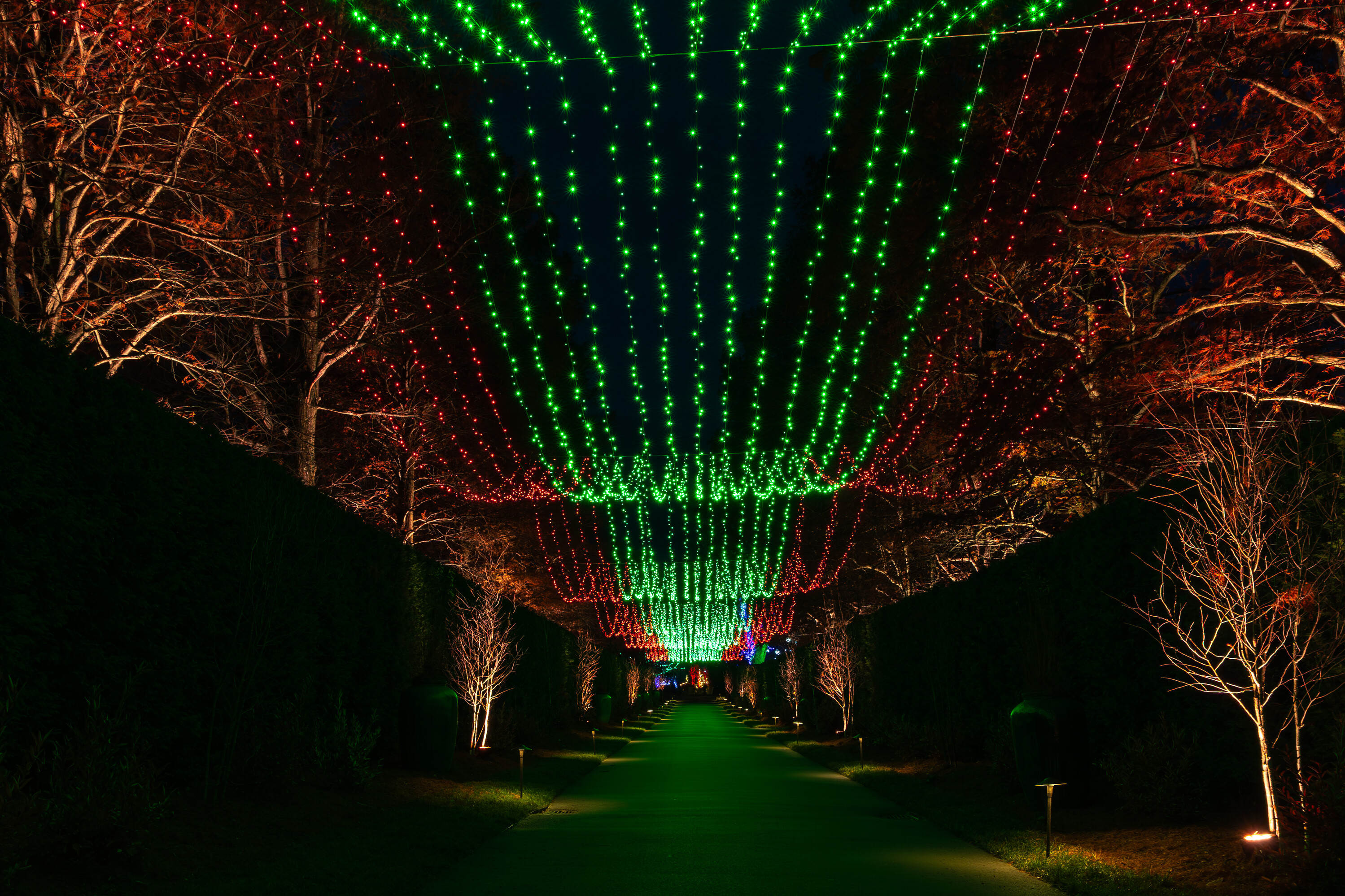 Longwood Gardens archive: 832499 Christmas%20Install DeGuiseppi %20Carol%20 Longwood%20Volunteer%20Photographer